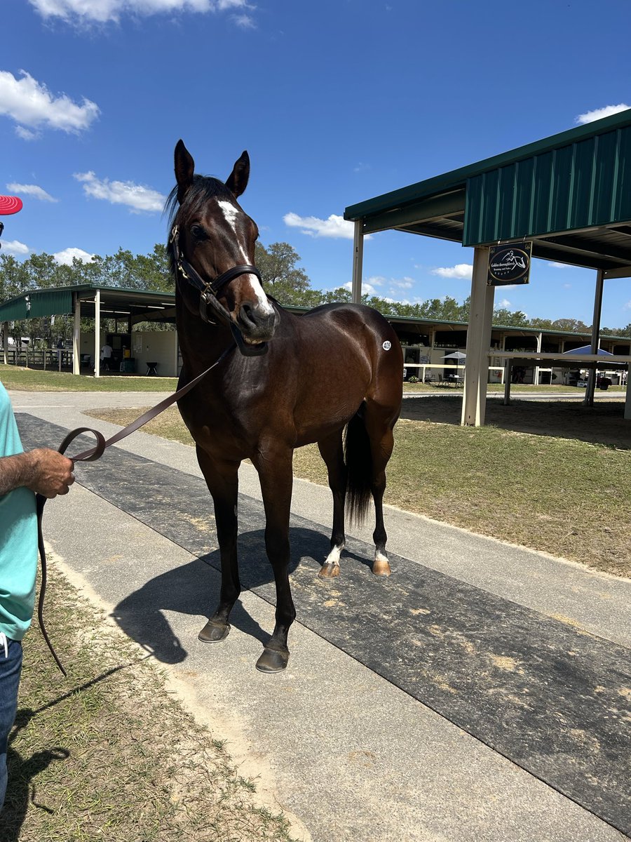 On Our Own Stable tweet media