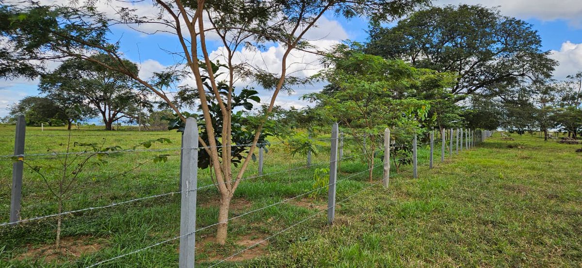 José Félix Lafaurie tweet media