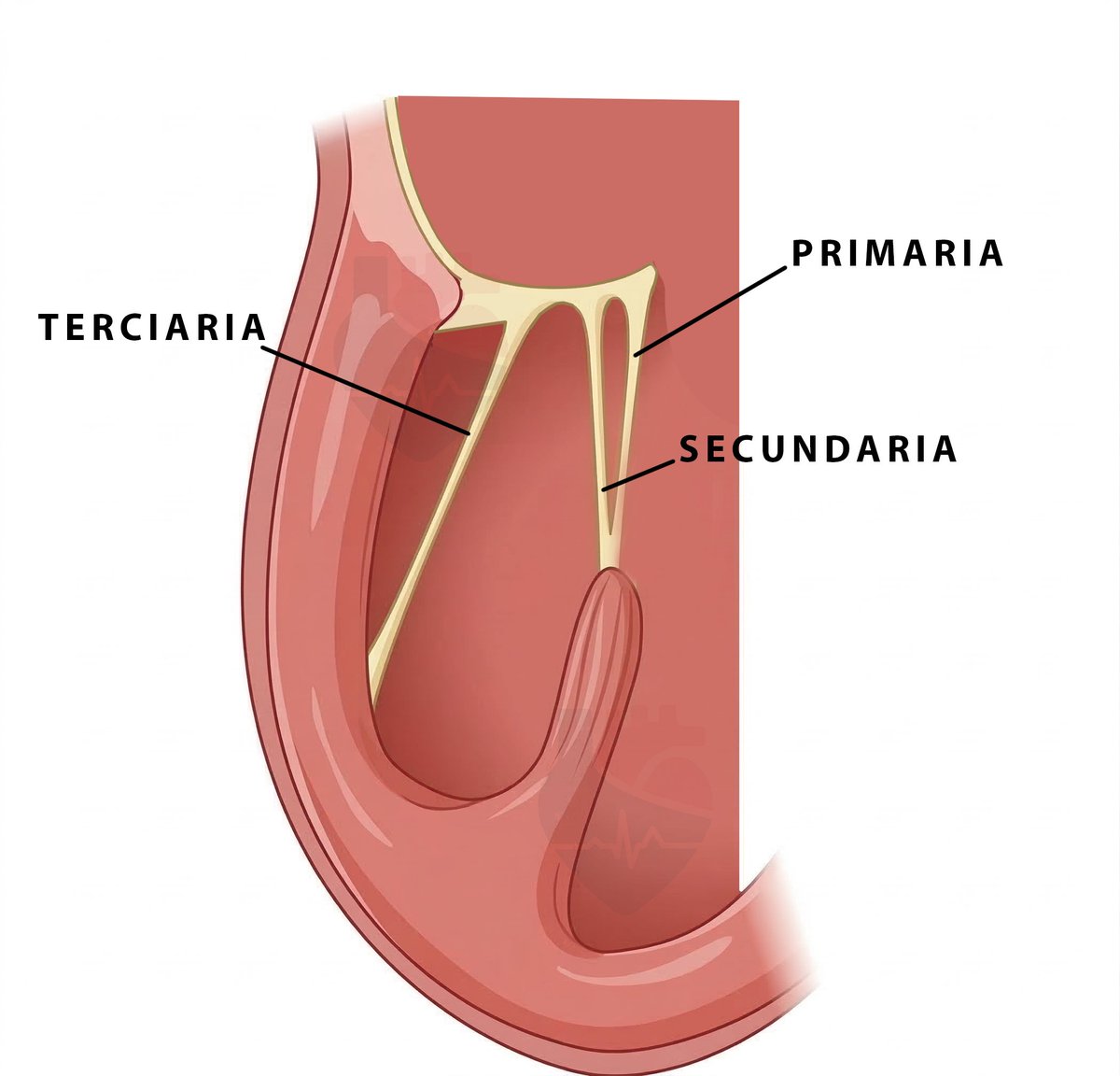 AppCardioNova's tweet photo. 🫀 Para entender el prolapso mitral hay que entender las cuerdas tendinosas.

No todas actúan igual.

📍 Primarias
📍 Secundarias
📍 Terciarias

Cada una tiene un papel diferente en la estabilidad valvular.
Te lo explico en este mini-hilo 👇 https://t.co/THc4kFD4mQ