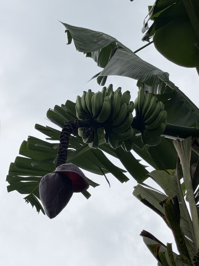 Mohammad tweet media