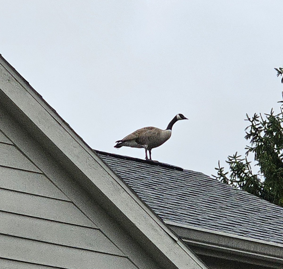BorisTheGreyt's tweet photo. My hoomans let me chase geese away. Today the geese got smart. I can't chase them if they are on rooftops! Harrumph
#hounds #houndsoftwitter #dogs #dogsoftwitter #greyhounds #houndsofx #dogsofx https://t.co/AMF4OGWCRc