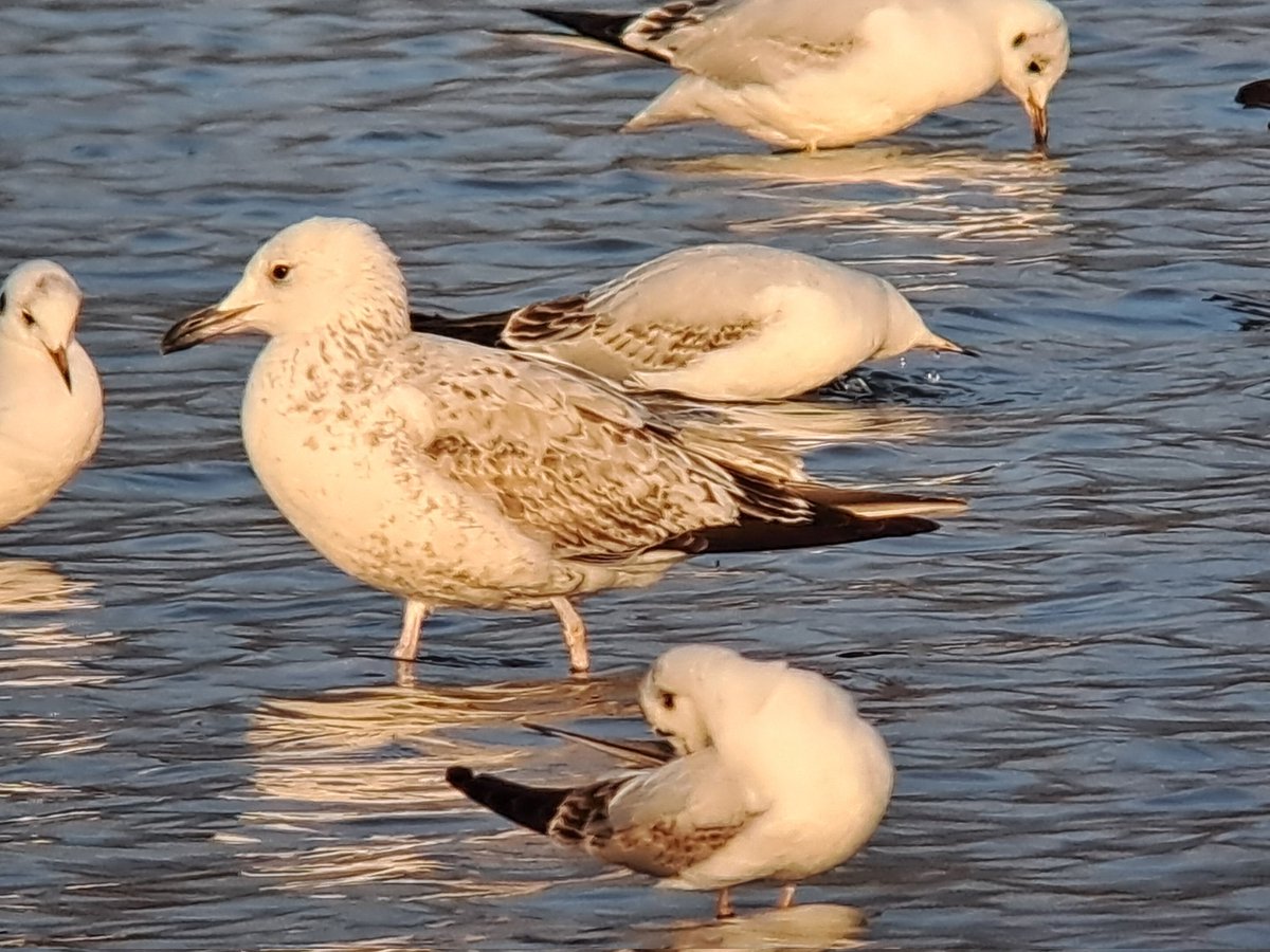 David Waddington tweet media