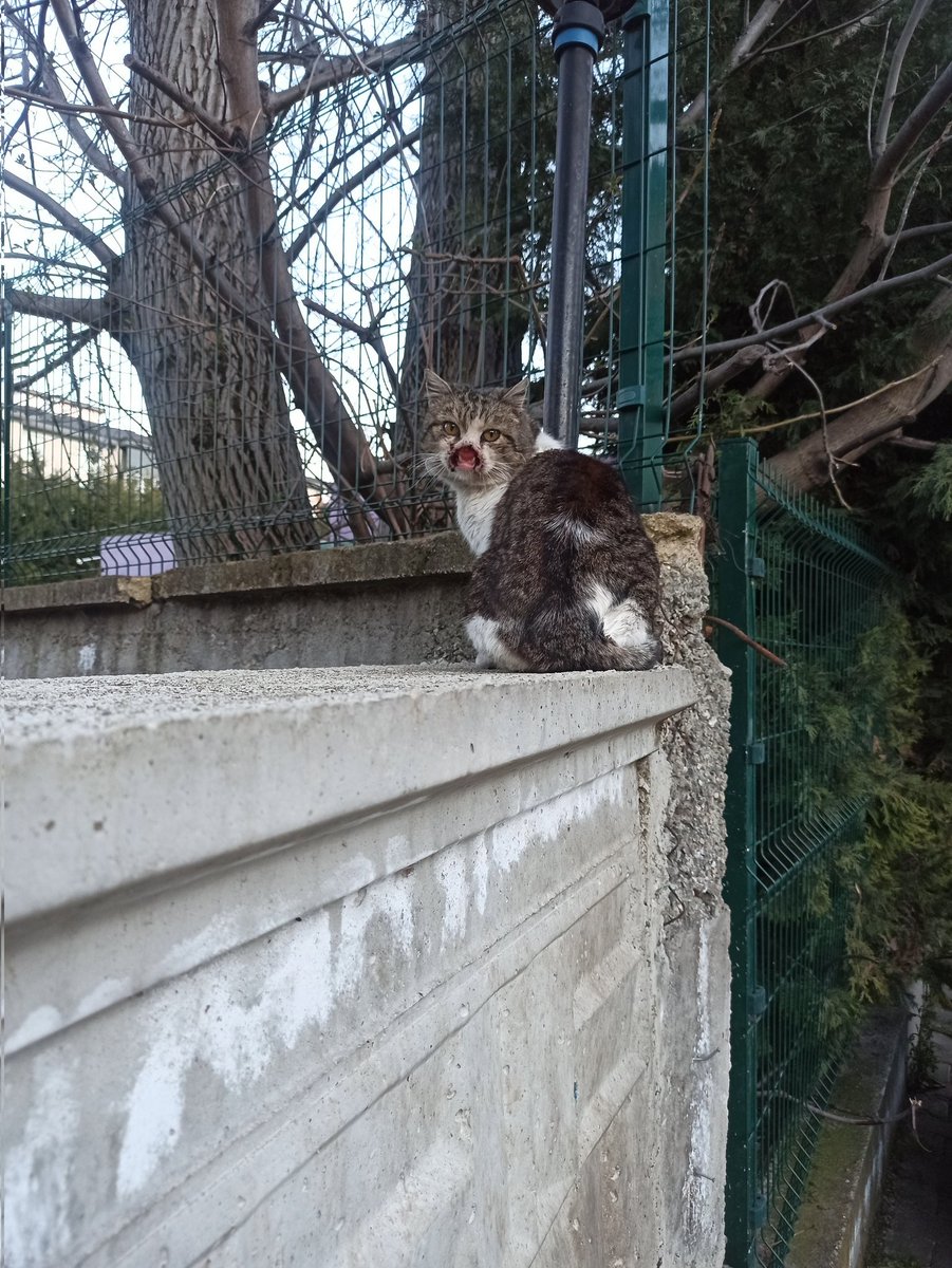akşamüstü bu kediyi gördüm yanımda köpeğim vardı yaklaşamadım korktuğu için yarın tekrar bakacağım ama ne olmuş olabilir fikri olan var mı?