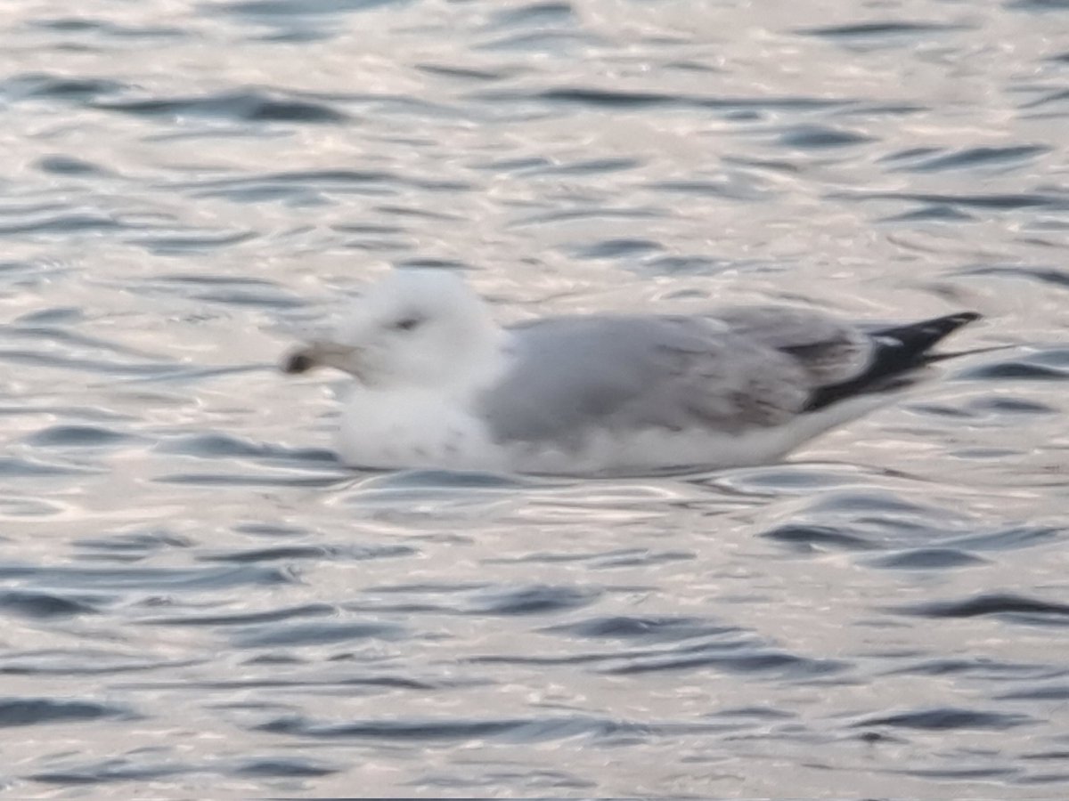 David Waddington tweet media