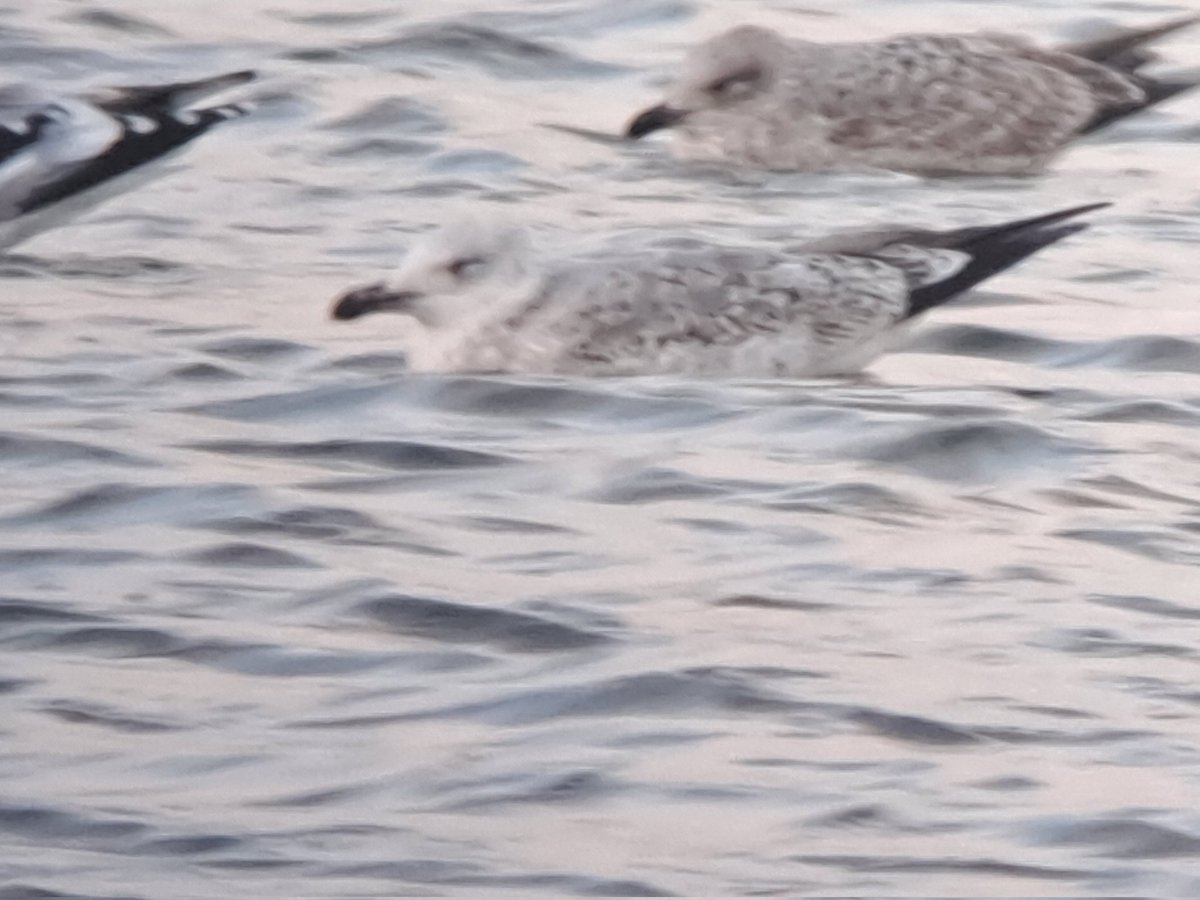 David Waddington tweet media