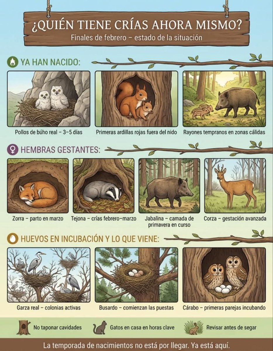 Estamos a las puertas de la primavera, entre finales de Febrero y principios de Marzo¿Quien tiene crías ahora mismo?

Autor de la lámina desconocido.
