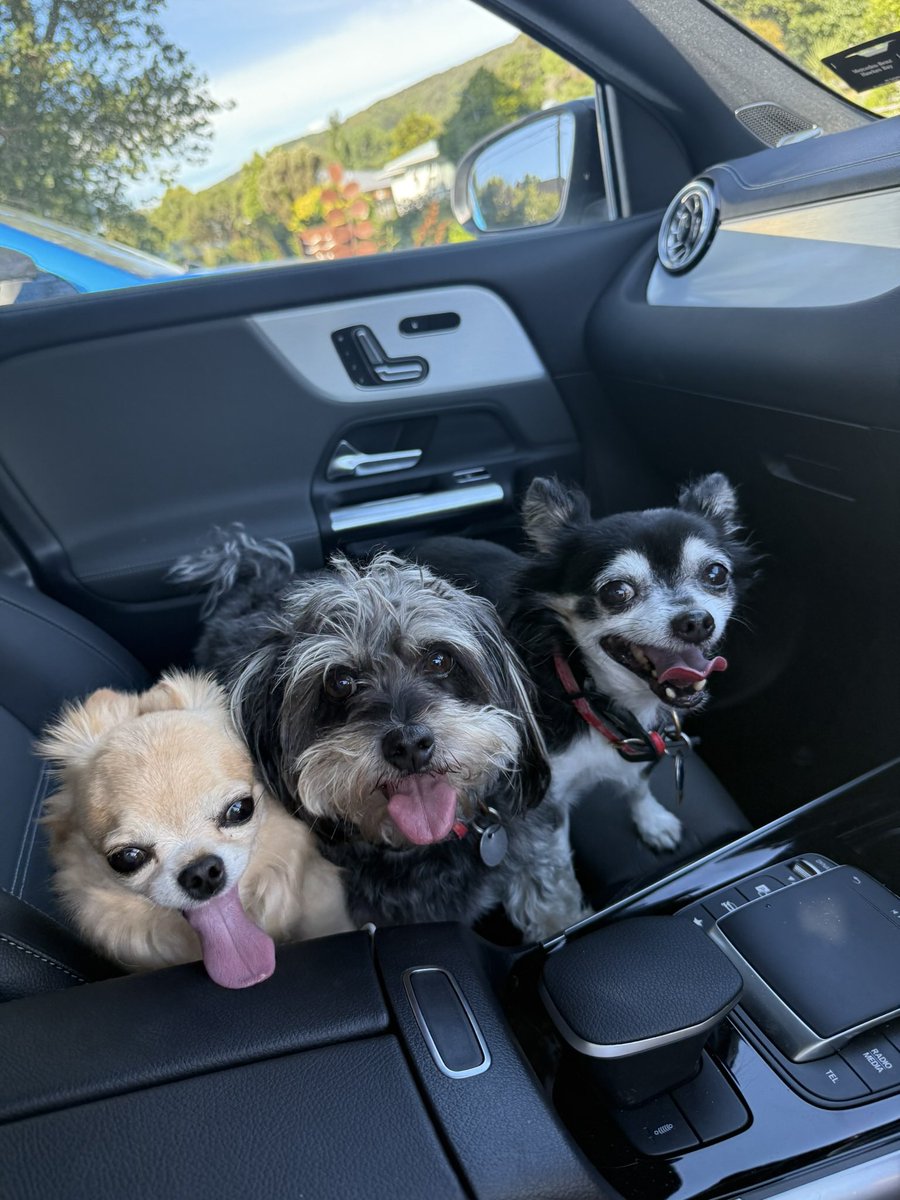 good morning

what doggie is your favourite?