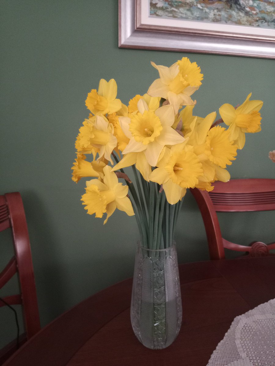 Narcis, domaći i nešprican.😉