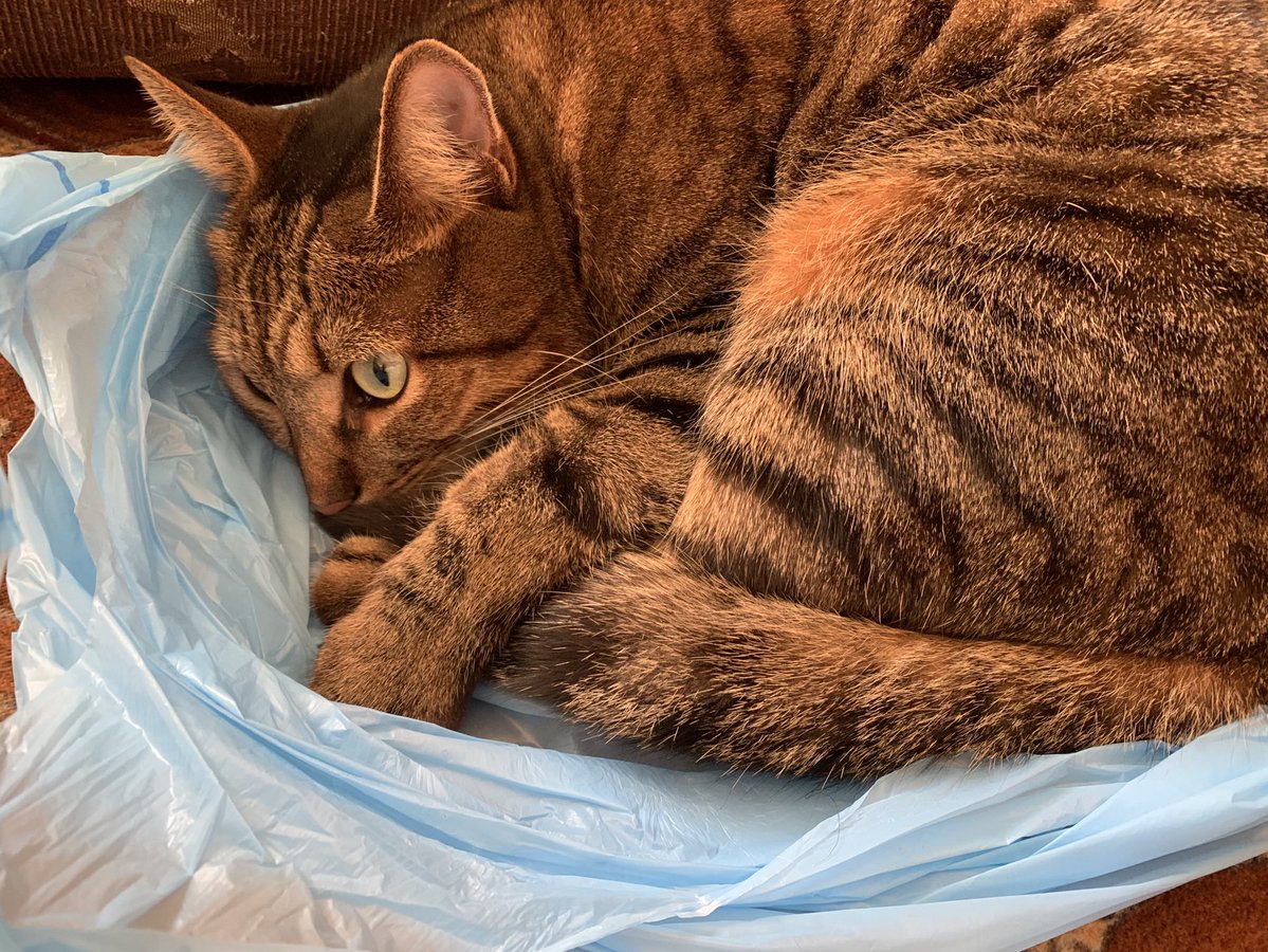 craviolle tweet media