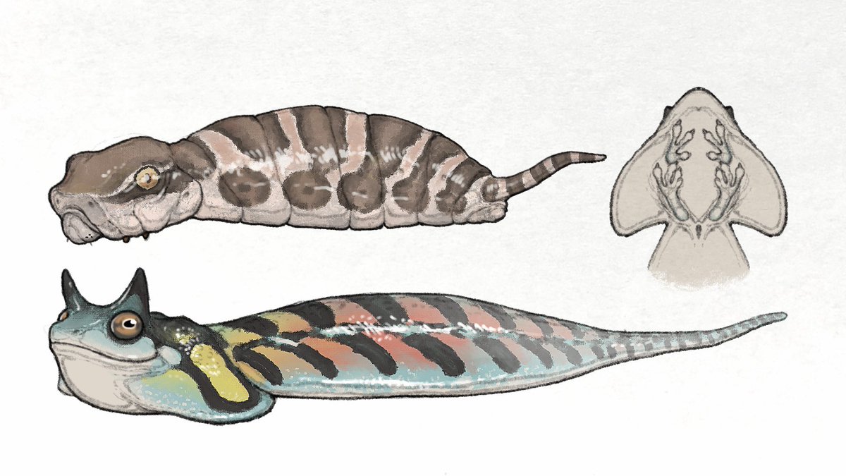 nao70shark tweet media