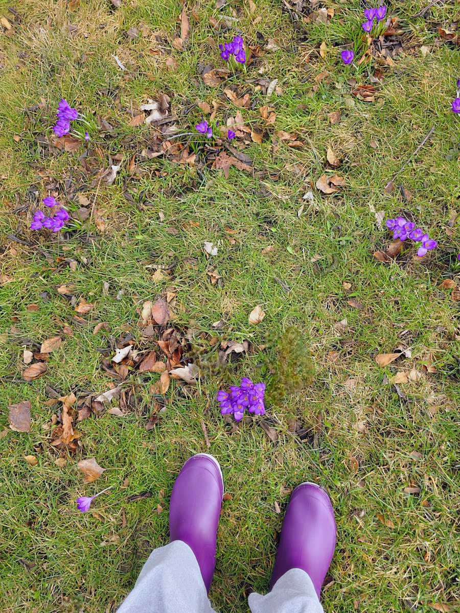 Kat_in_niagara's tweet image. Crocuses in the wind today. 🌸
#NiagaraFalls #ShareYourWeather 
@ThePhotoHour #StormHour