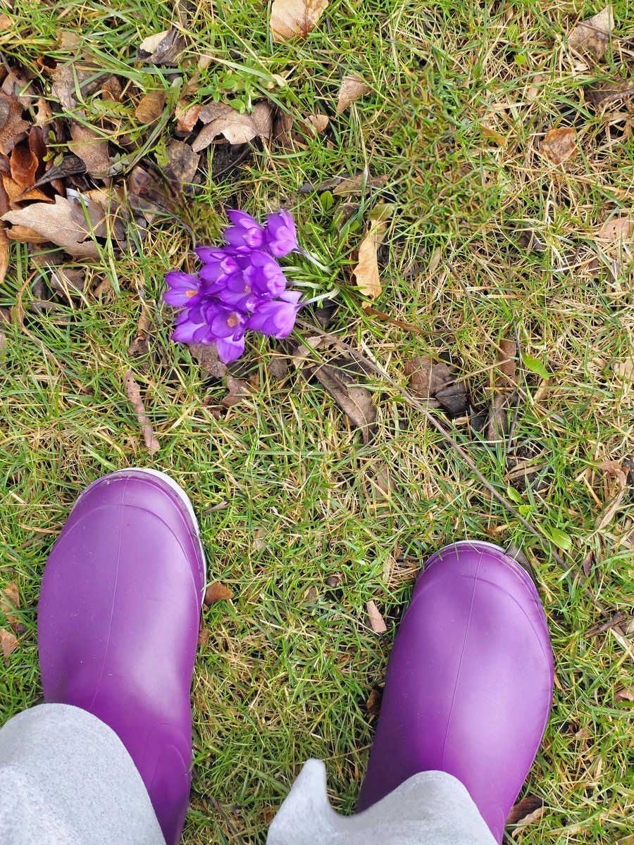 Kat_in_niagara's tweet image. Crocuses in the wind today. 🌸
#NiagaraFalls #ShareYourWeather 
@ThePhotoHour #StormHour
