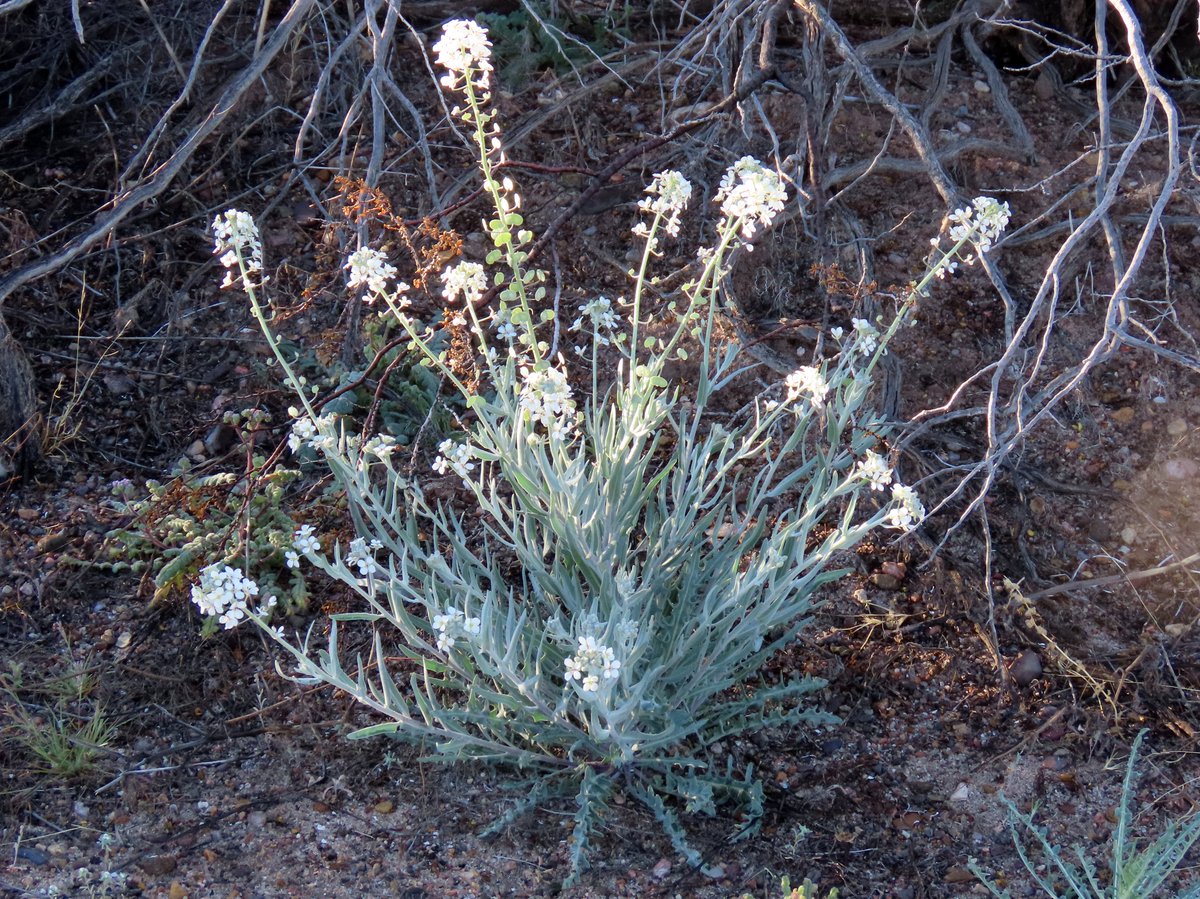 Spectacle Pod #ChihuahuanDesert today. Last Quarter moon, 47% illumination; spectacle ...