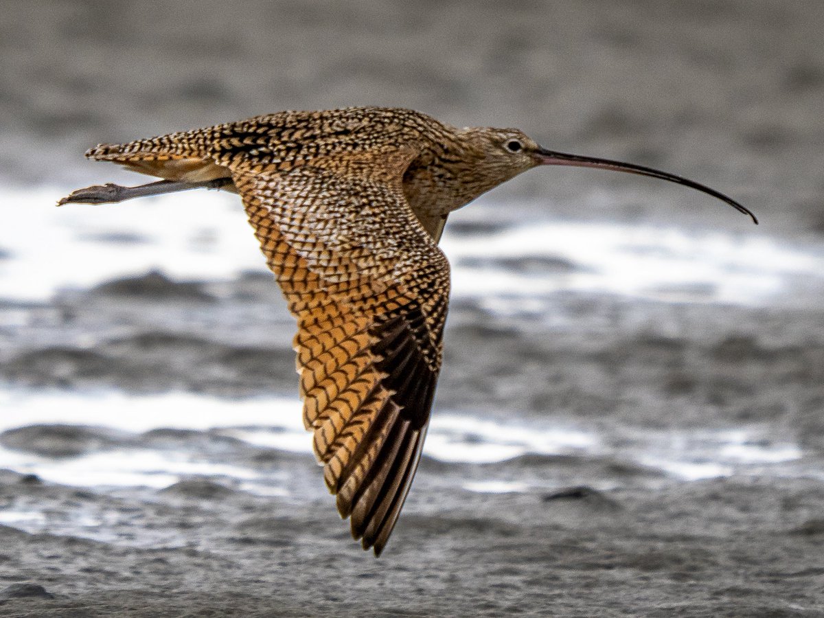 ted smith wildlife photography tweet media