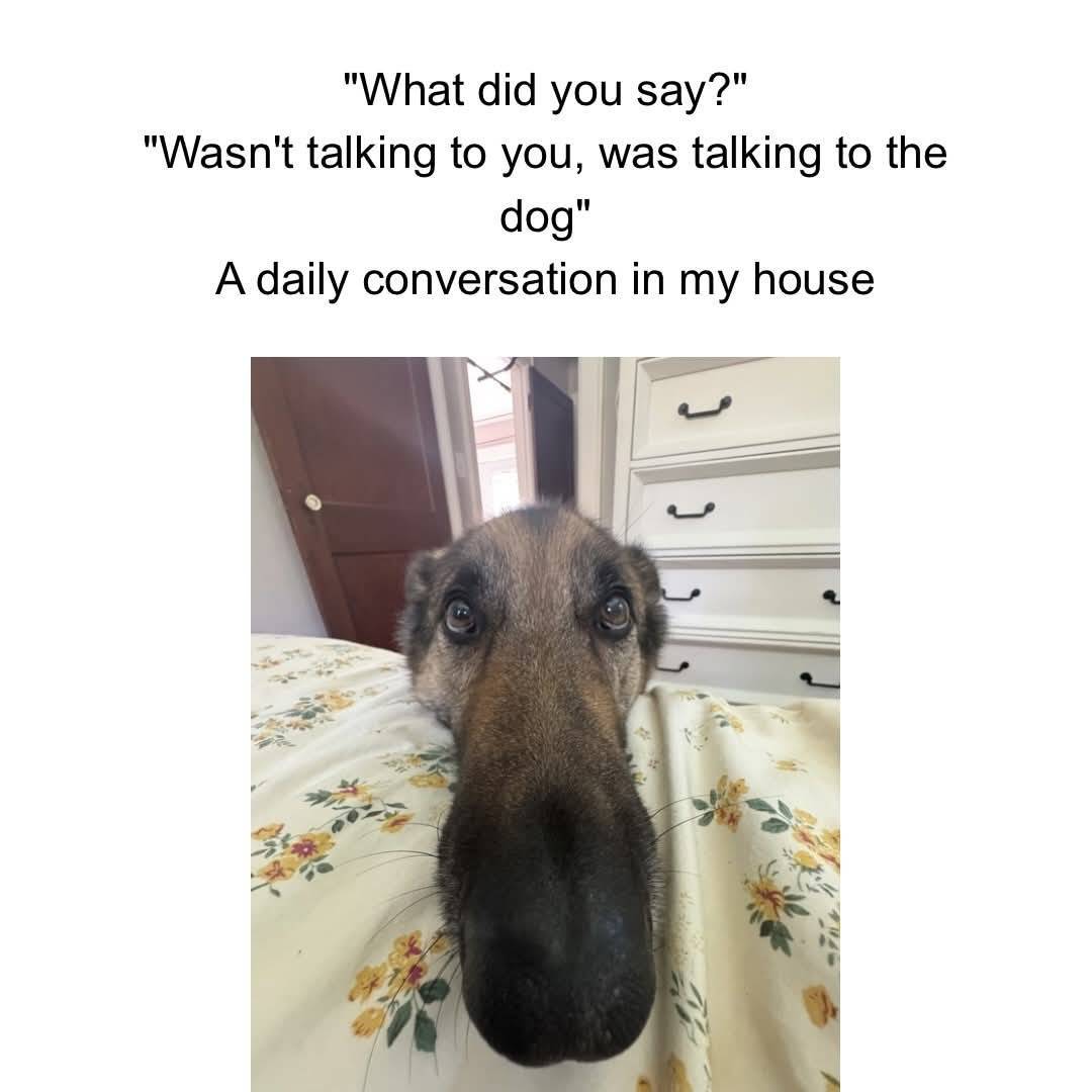 Heckin Good Dogs tweet media