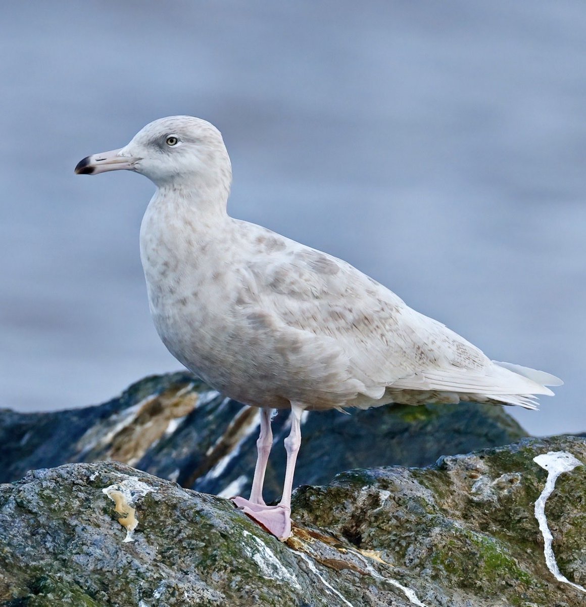 Jim Lawrence tweet media