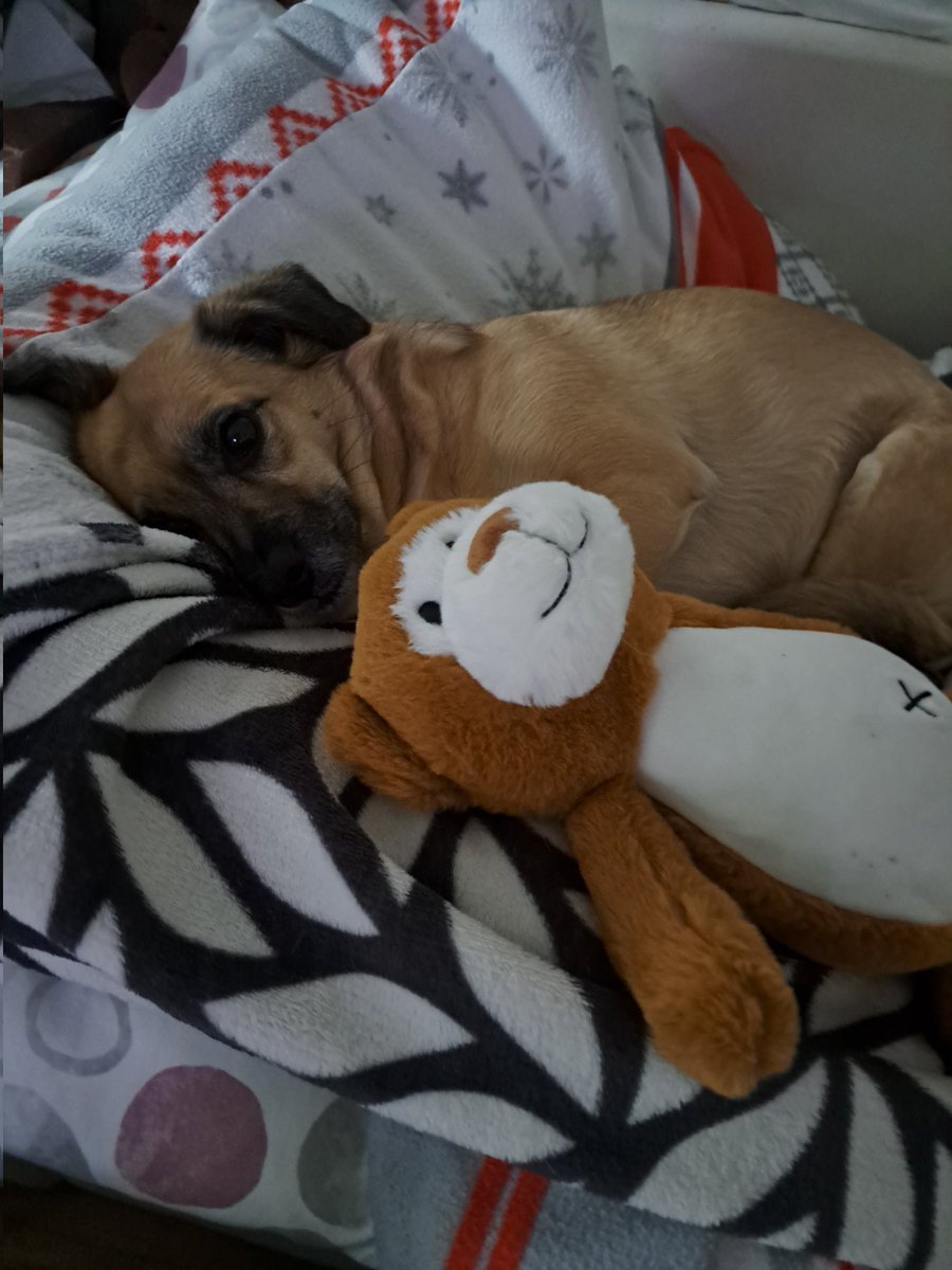xDePraVeD_Dodo2's tweet photo. @amagicmantv My dog with her stuffed toy https://t.co/OYpt1v5GBJ
