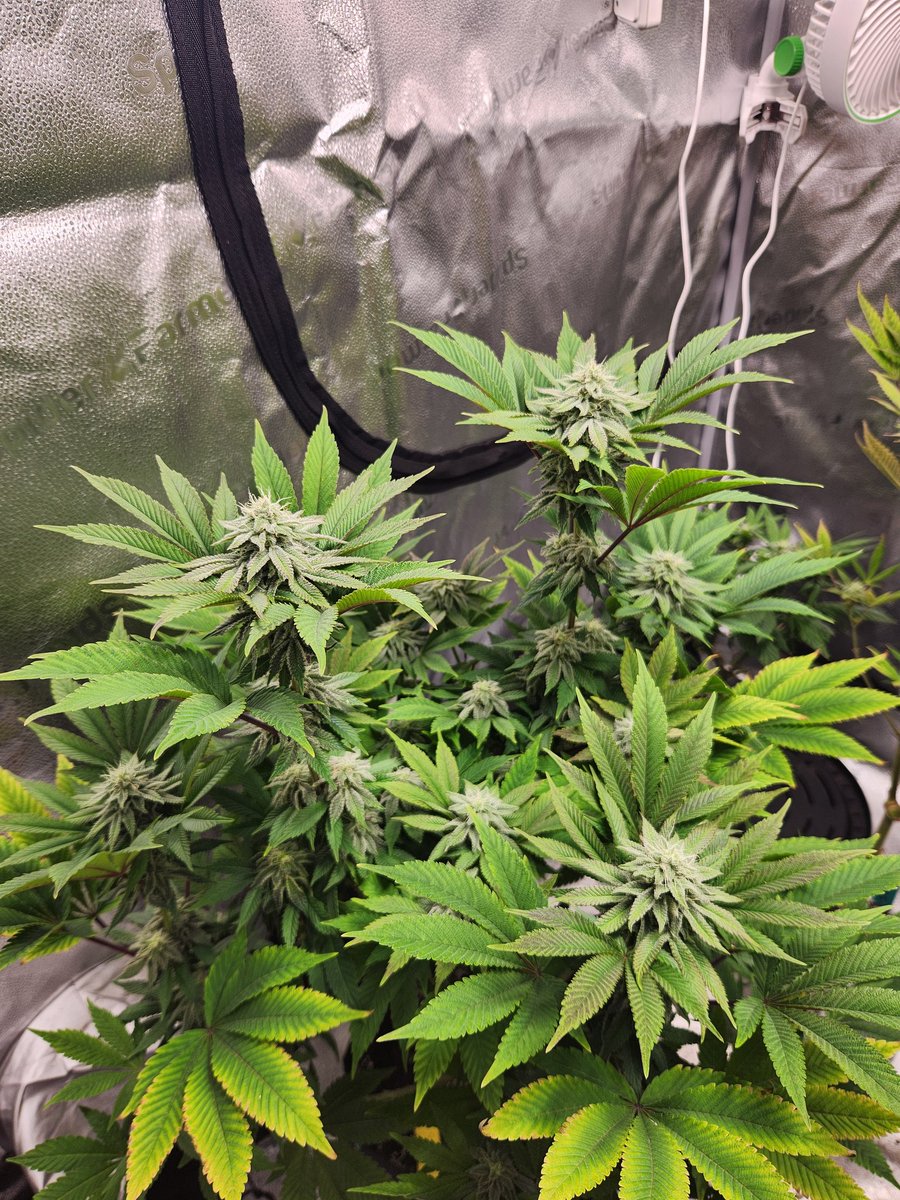 The Hills Garden tweet media