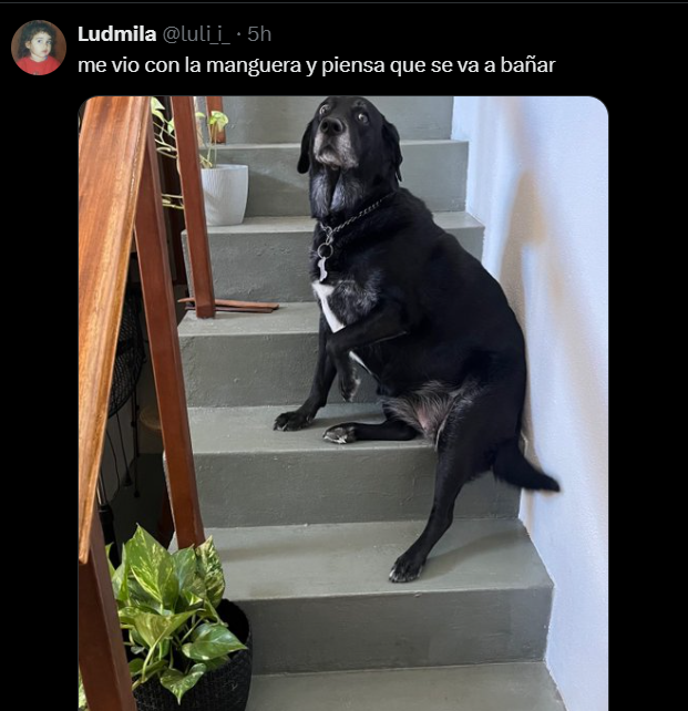 mi categoria de tweets favoritos