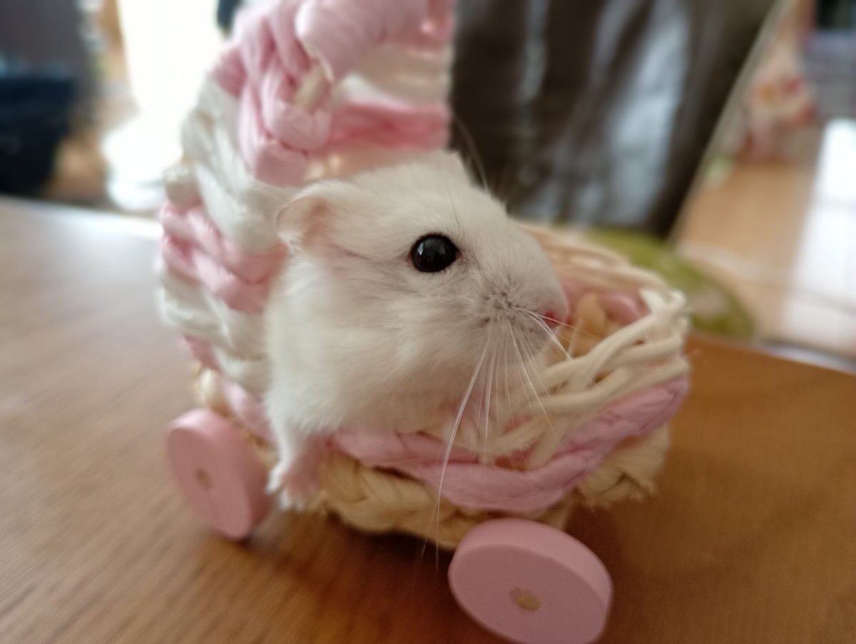 はむちゃん hami's はむちゃんず (@hamihamdaisuki) / Posts / X