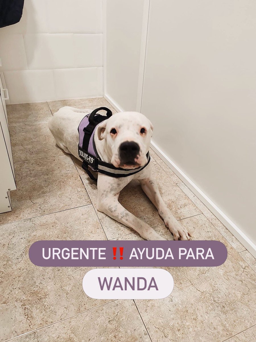 Refugi Els Àngels tweet media