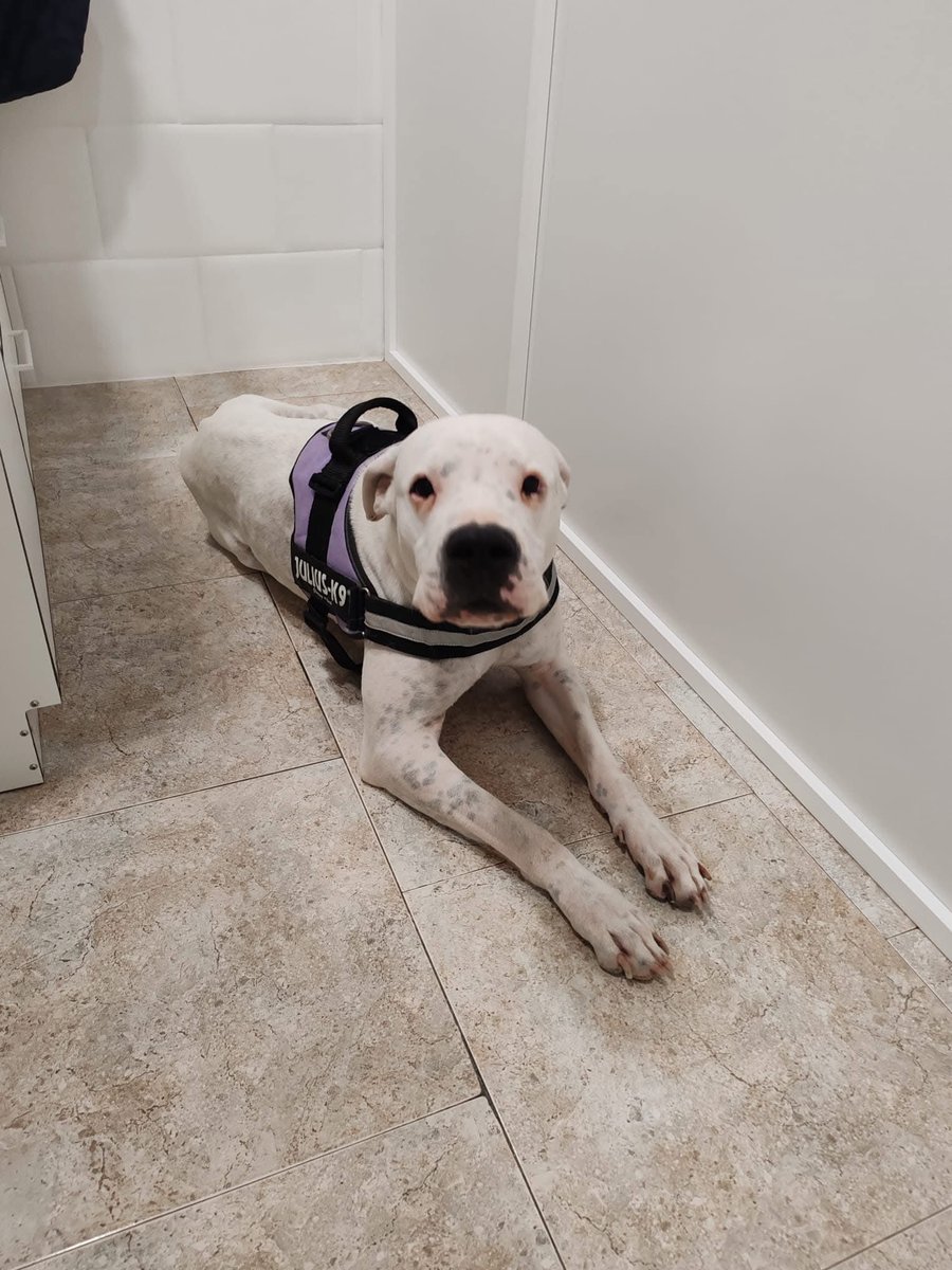 Refugi Els Àngels tweet media