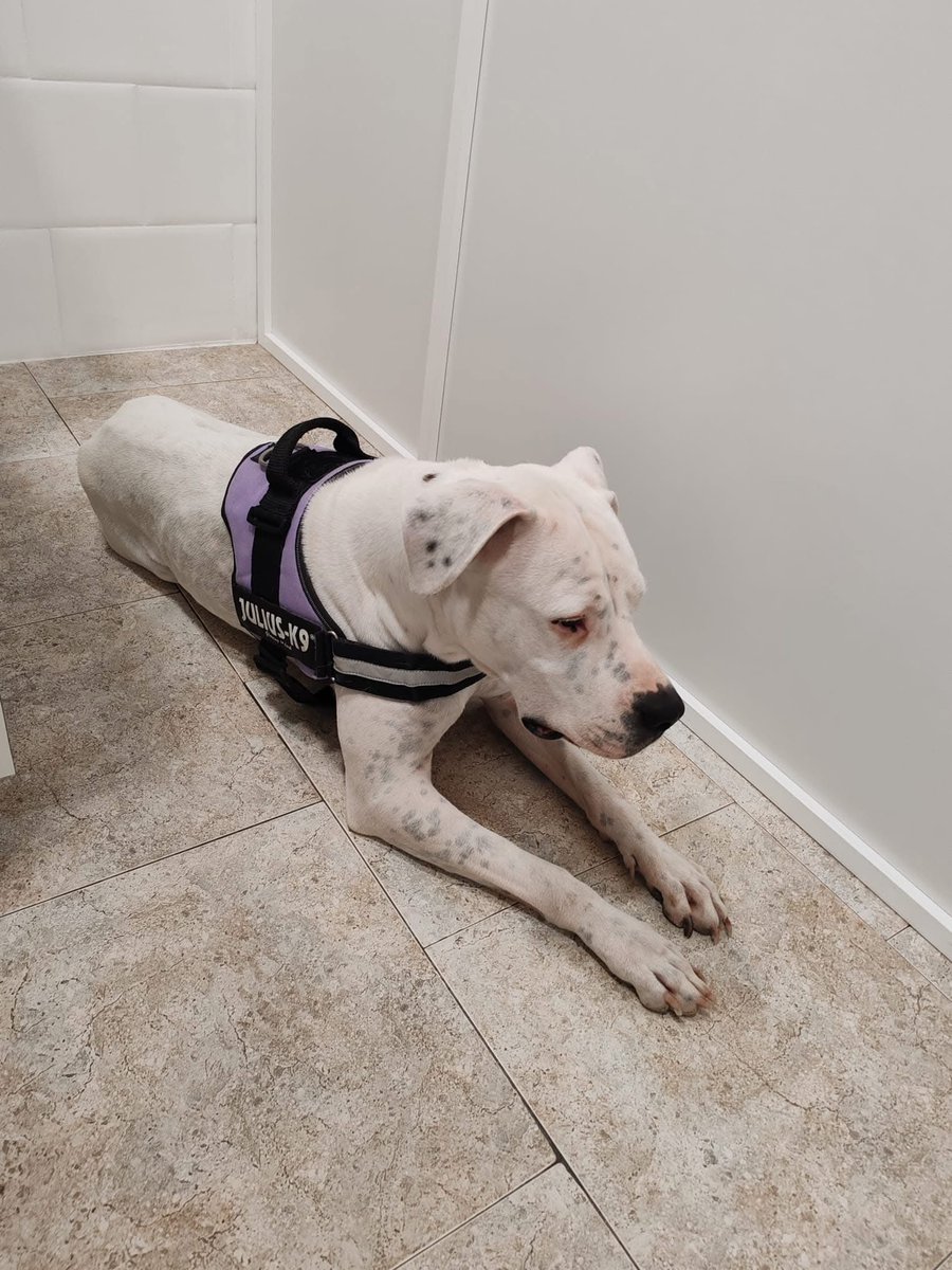 Refugi Els Àngels tweet media