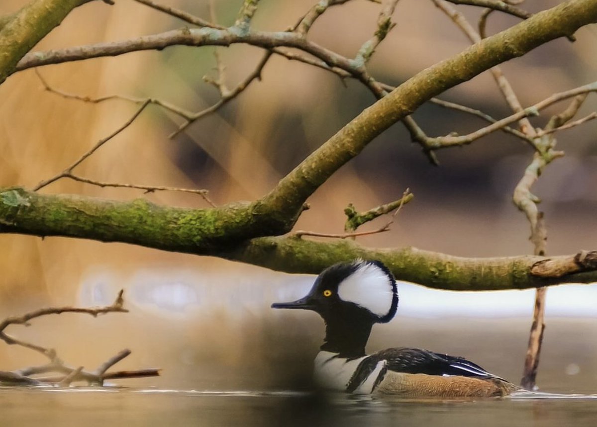 Prospect Park tweet media