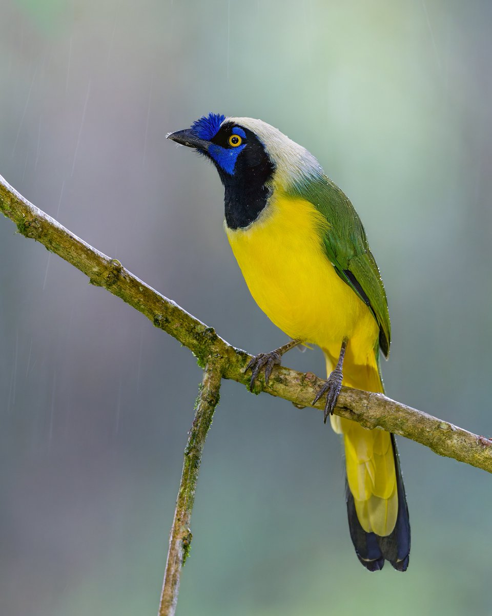 Caren Jahre tweet media