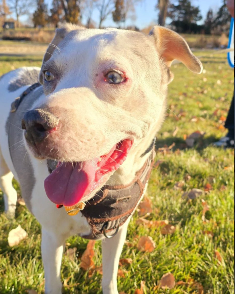 SPCA International tweet media