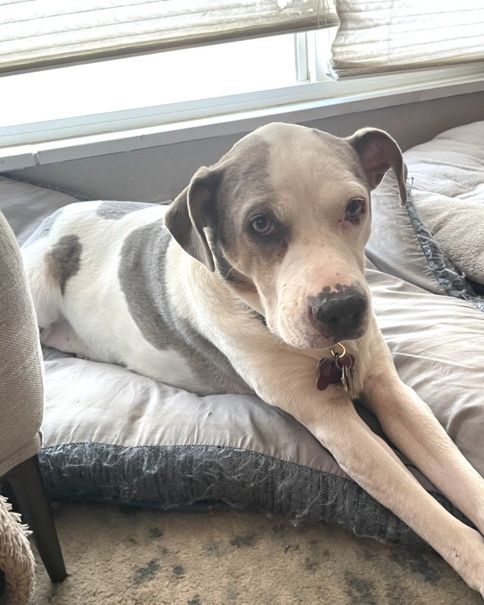 SPCA International tweet media