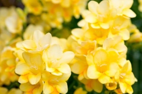 Good morning ☀️☕️
Thursday is here.
The weekend is getting closer.
Take care as you move through the day.
Wishing you a lovely day 💛

おはようございます ☀️☕️
木曜日です。
週末も少しずつ近づいてきました。
どうか無理をしすぎずに。
素敵な一日になりますように💛