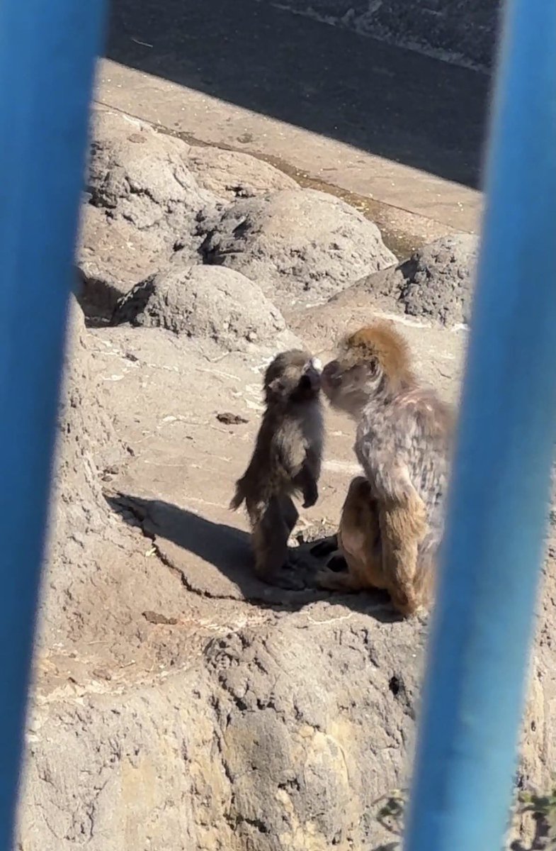 ❤️🐒Punch is very affectionate, it must be because of a lack of affection, I wish him happiness 🤗 He has a good heart ❤️