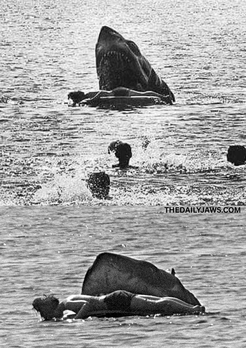 thedailyjaws's tweet photo. Alex’s death was originally filmed as a much gorier moment, with Bruce rising from the water and biting him. It was ultimately left out due to its brutality, and because Spielberg didn’t want the shark  revealed so early—so the scene was cut from the final film 🦈 #JAWS https://t.co/ePHTvPhcd8