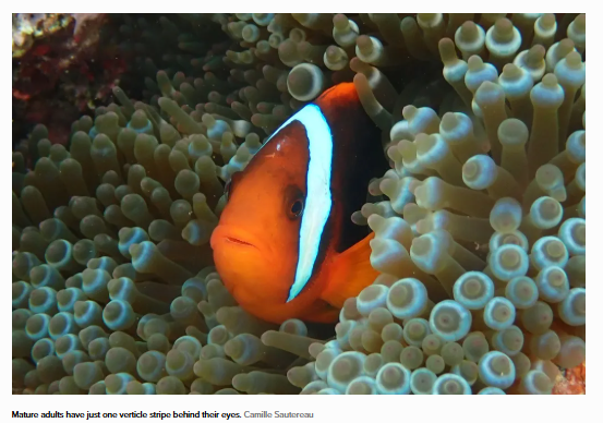 Baby tomato clownfish don’t just outgrow their stripes—they lose them because of social pressure. Find out out how social dynamics shape life underwater via Smithsonian Magazine smithsonianmag.com/smart-news/the…