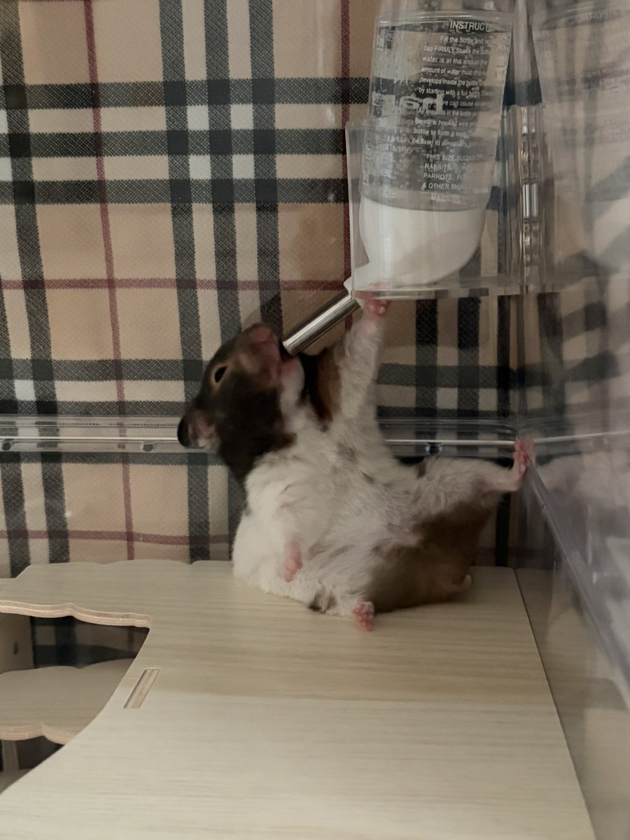 Cocoroarmomo's tweet photo. 【速報】セクシーポーズで水を飲むハムスター。
どうしてこうなった😂
#ハムスター　#ココ https://t.co/bErtDV6g0b