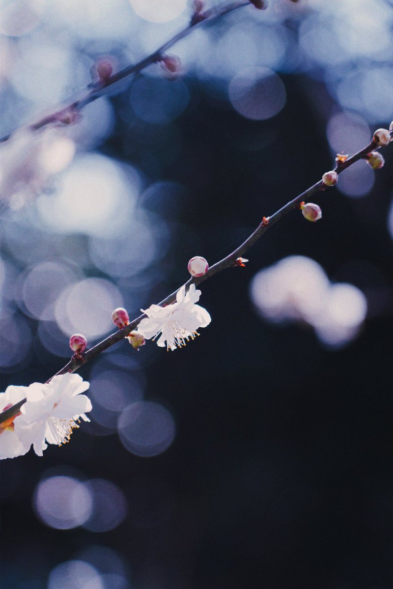 K,O🪐4/26 M3春【か-09b】 tweet media