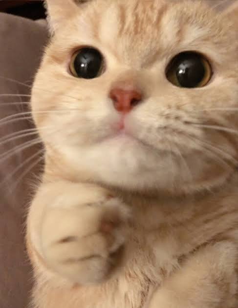 냥 nyang tweet media
