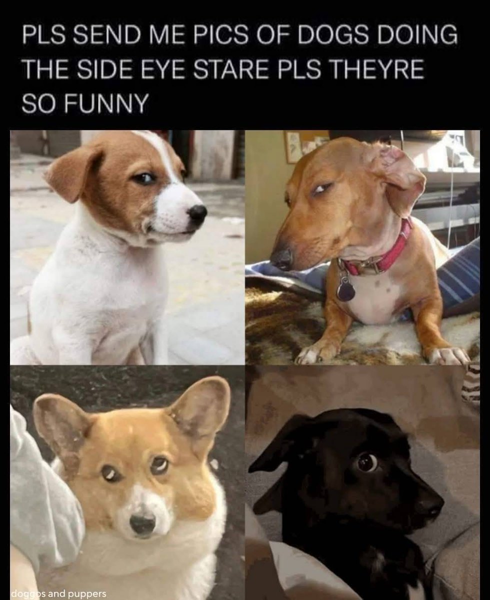 Heckin Good Dogs tweet media