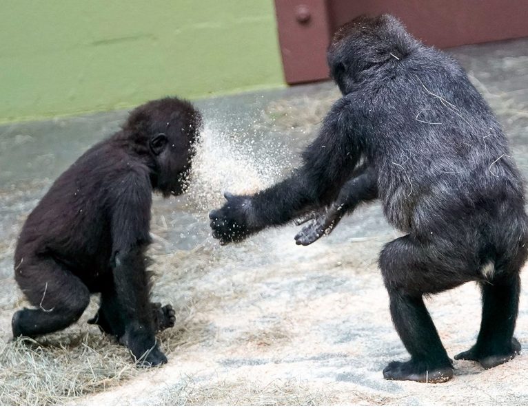 Tiny Gorilla tweet media