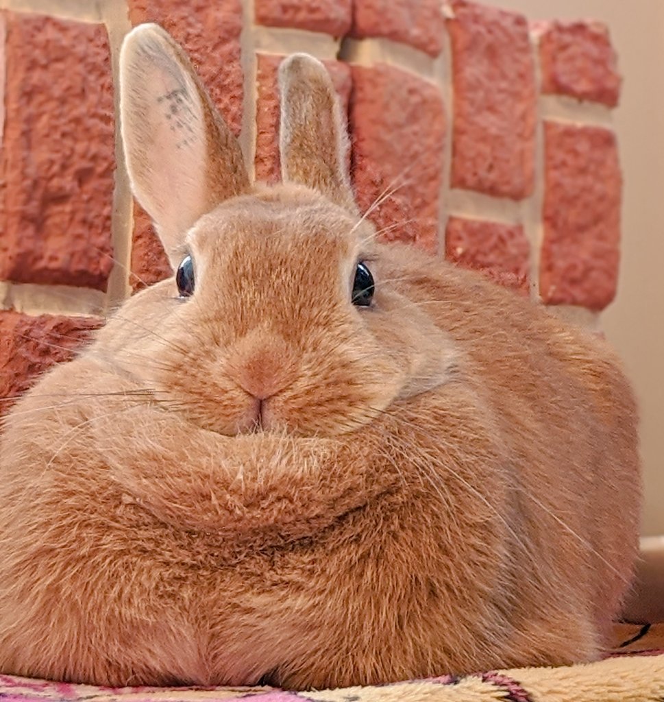 みかん🍊かぼす💚 tweet media