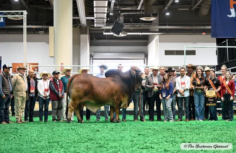 Sur de Bolivar Pasion Ganadera tweet media