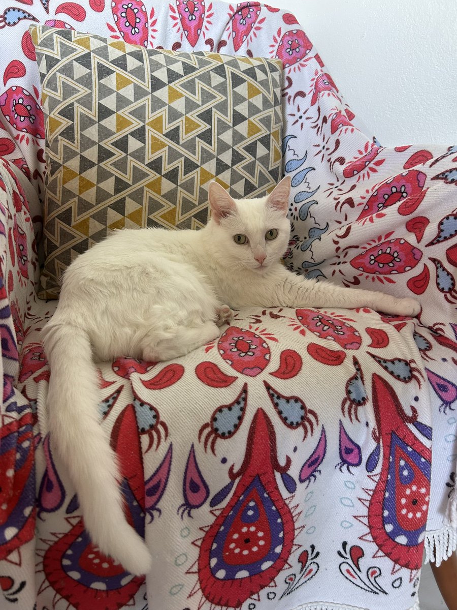 milenevlacerda (@milenevlacerda) on Twitter photo 