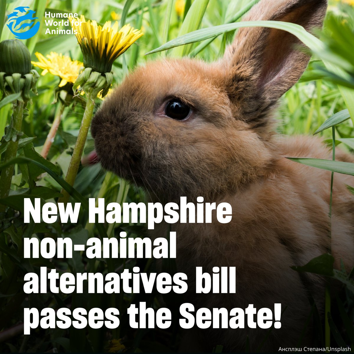 Humane World End Animal Testing tweet media