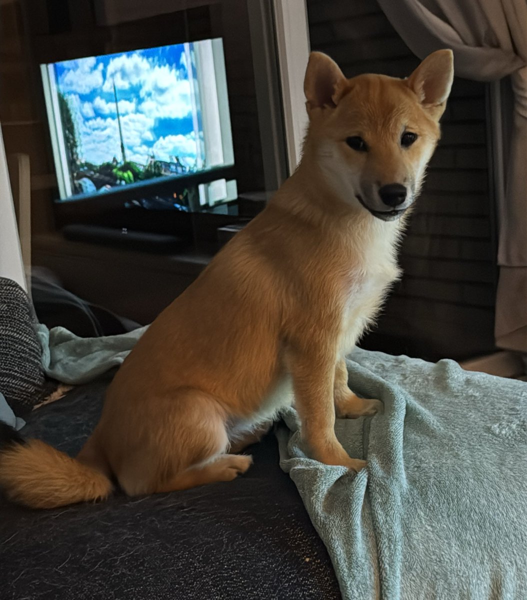 Carlos Leiva tweet media