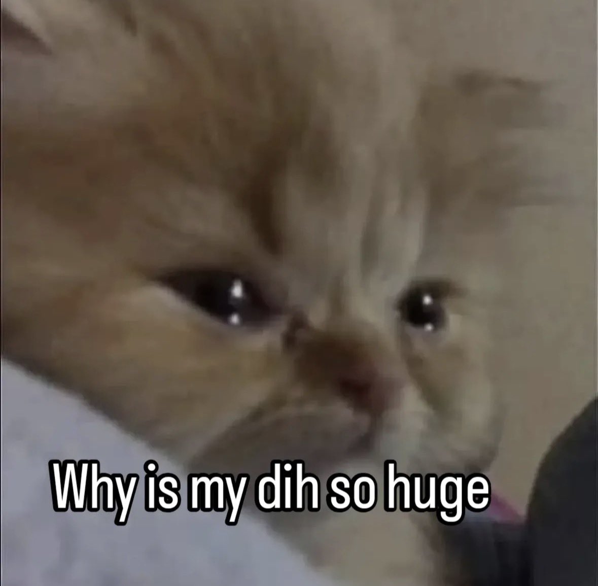 raccoon aesthetic. tweet media