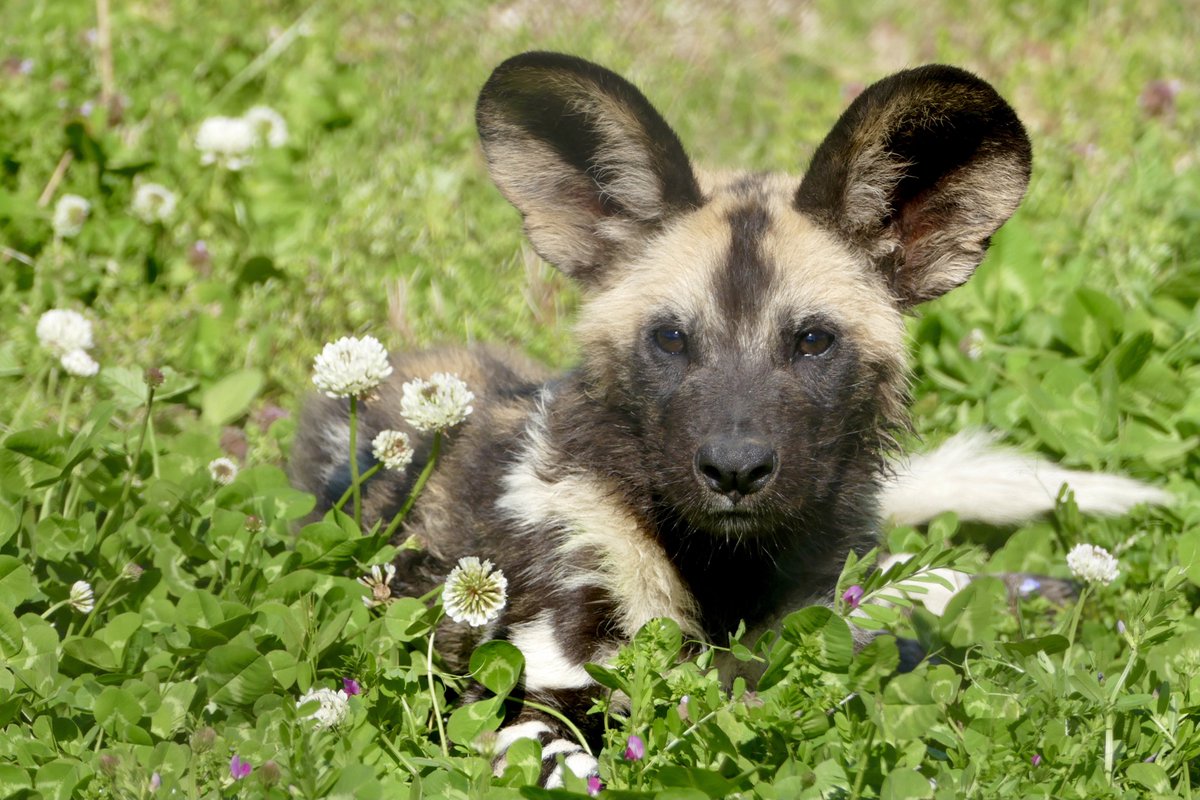 レムルゥ tweet media