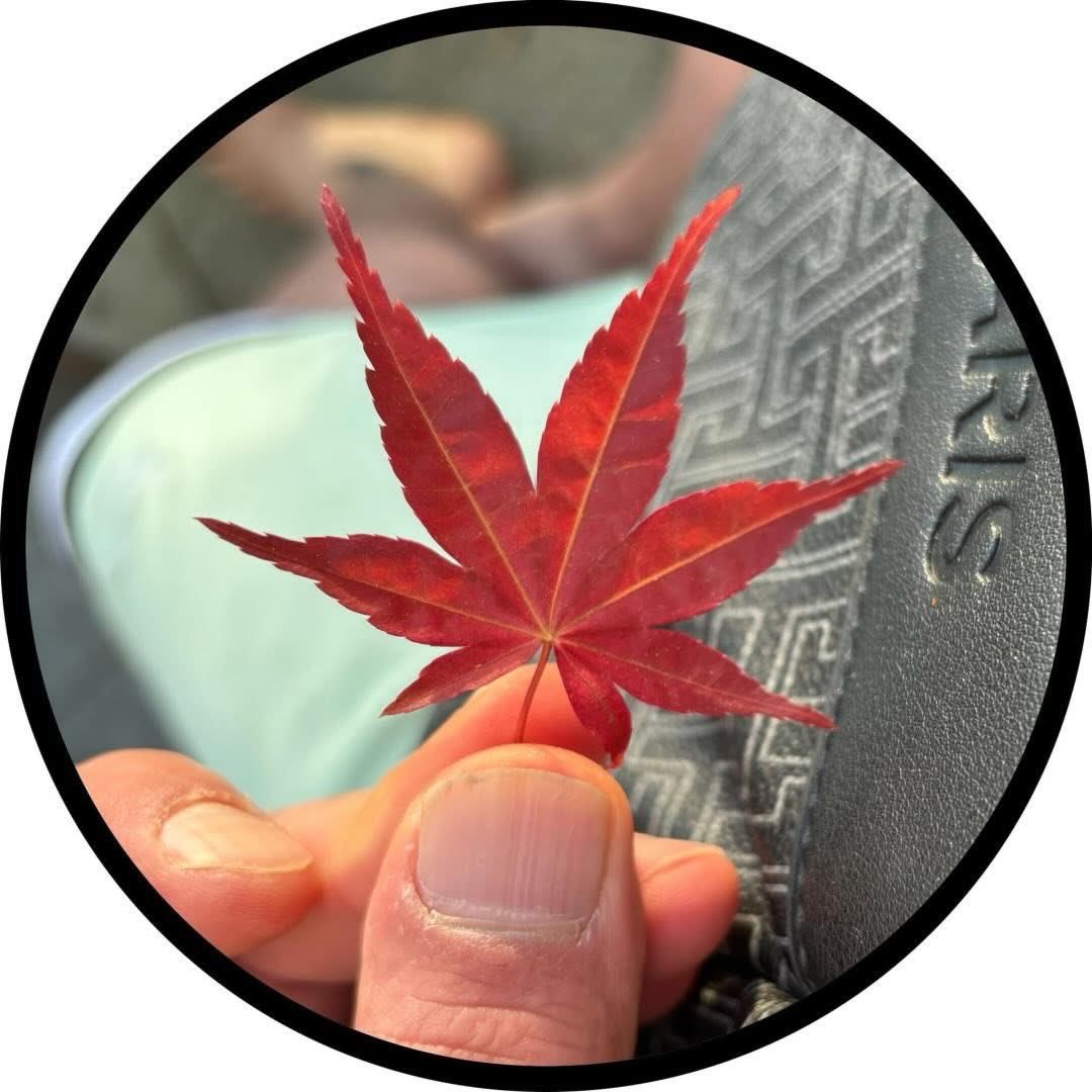 Budoblago72's tweet photo. https://t.co/B993yrlRDS
Red Leaf #Ganja #Token 🪙
#Solana #Chain #0815 #RedLeaf 🦎 https://t.co/h460Wd9hFo