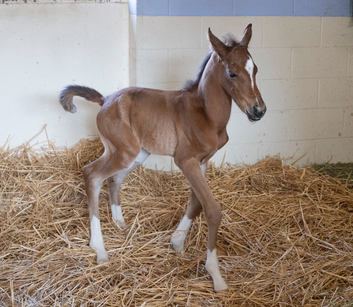 CPPSpecCollections tweet media