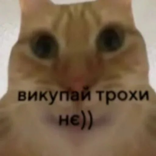 пан страшний сержант ТВО tweet media